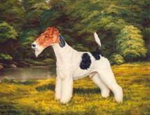 “Eng. Amer. CH Louline Head Over Heels (Bobby)”